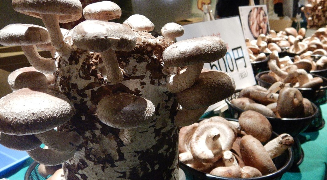 直売所の様子 しいたけ販売の様子2