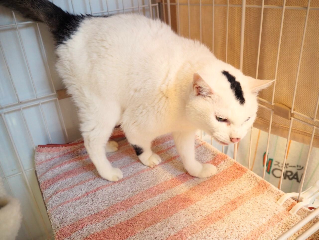 250128ちゃちゃまる (8).jpg