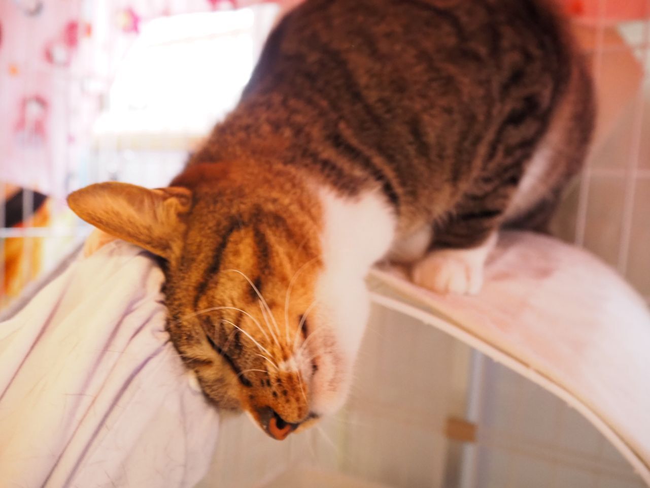 260304セルジュ (8).jpg