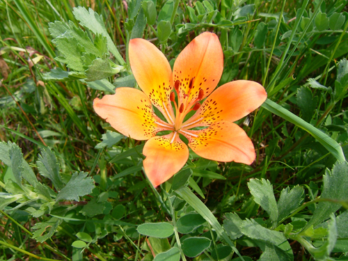 hs004.jpg