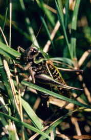 87-3e.jpg