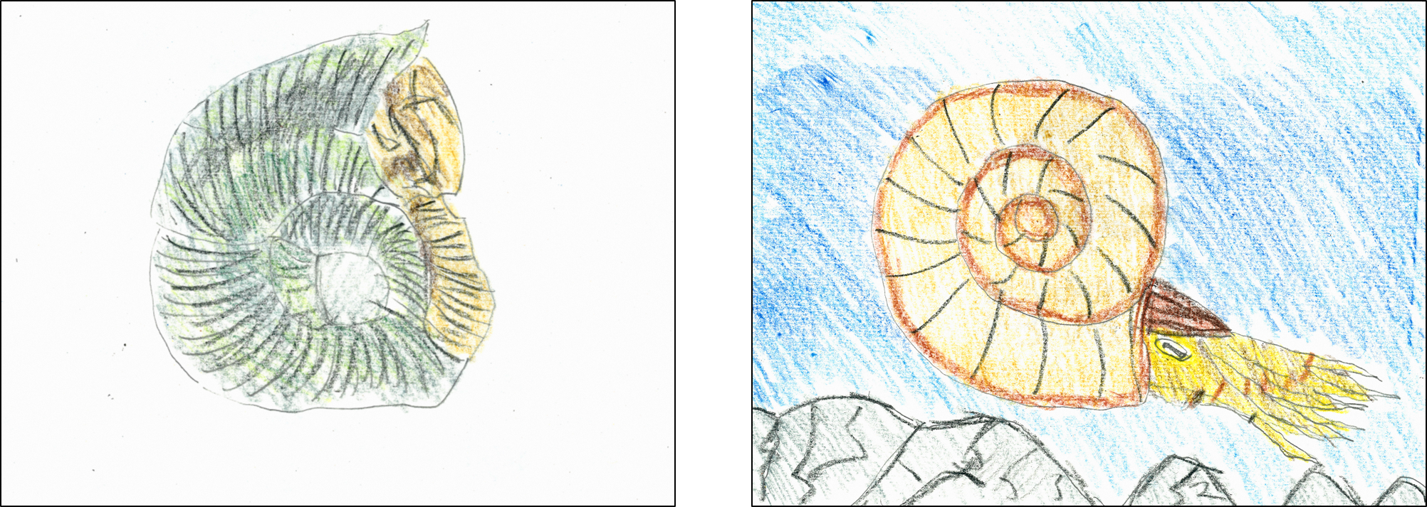 ほっかいどう恐竜・化石大図鑑2021（アンモナイト編） - 総合政策部