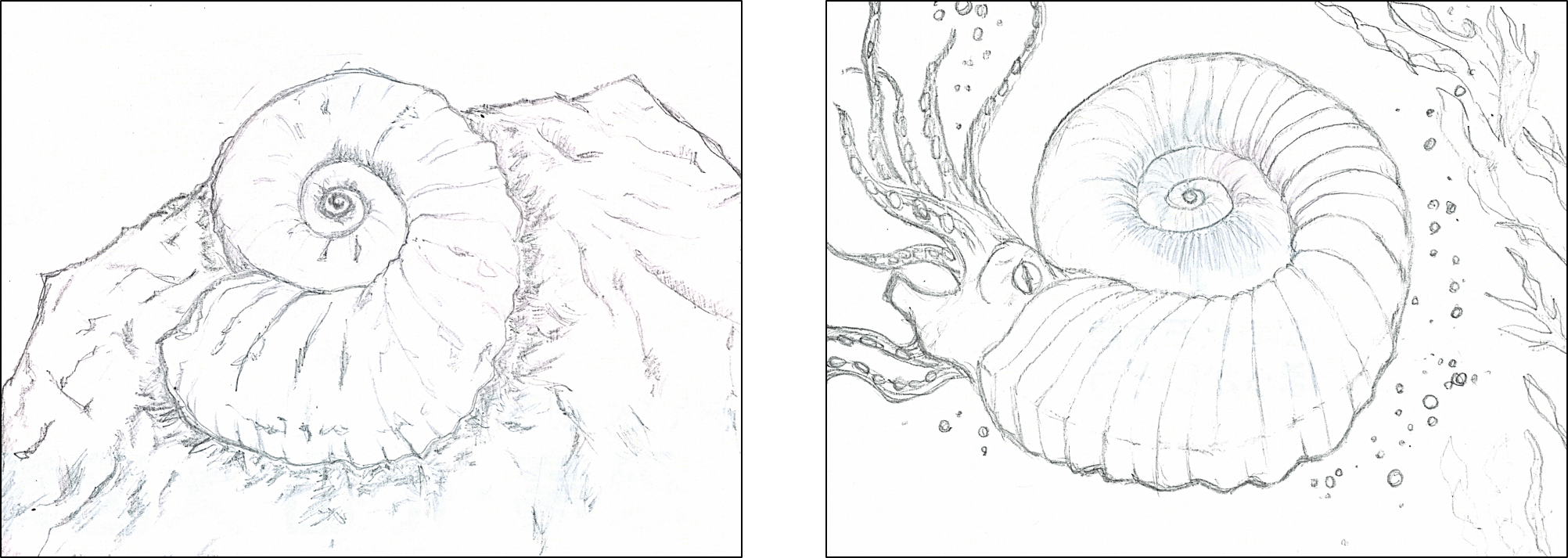 ほっかいどう恐竜・化石大図鑑2021（アンモナイト編） - 総合政策部