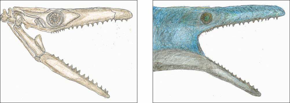 ゴジラと同級生さんのモササウルス