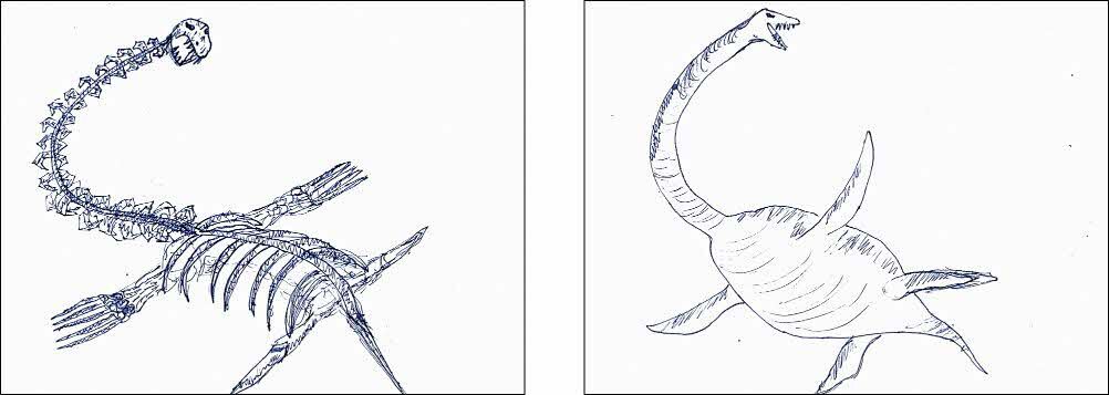 しげさんのホベツアラキリュウ