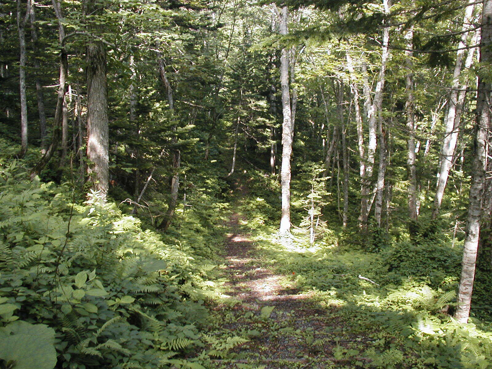 ・森林内には遊歩道があり、散策することができます。
