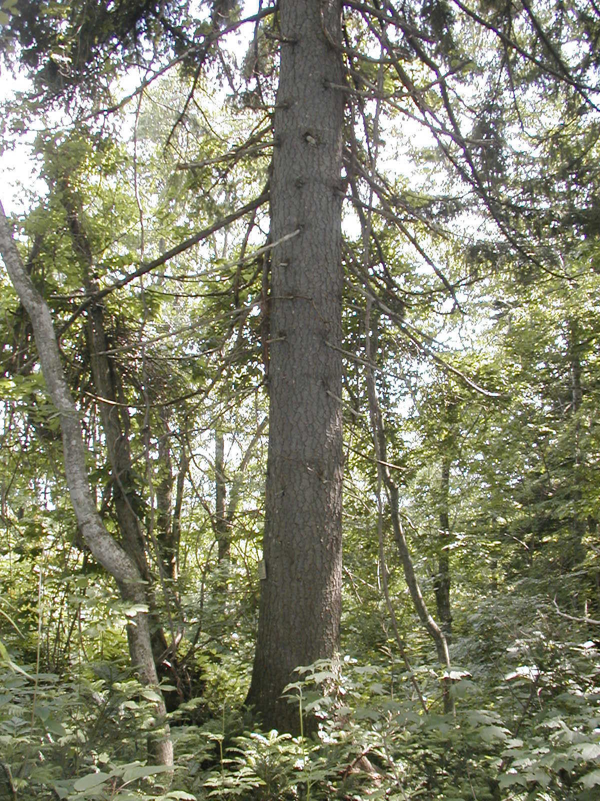 ・クロエゾマツの大径木（写真の木は胸高直径が約60センチメートル）が点在して生育しています。