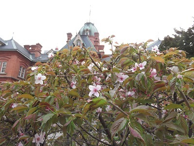 （１）道庁前庭の千島桜
