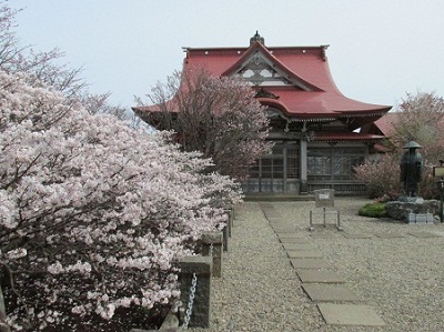 （２）根室管内の千島桜