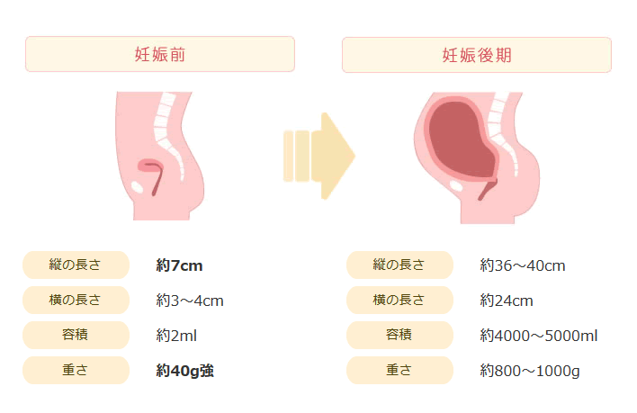 イラスト（妊娠による子宮の大きさ）