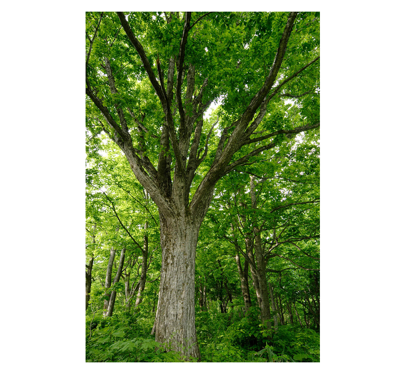 北の蝦夷　黄色く紅葉する　ミズナラ　大苗　1メートル50センチ　大小セット 北の蝦夷 黄色く紅葉する ミズナラ 大苗 1メートル50センチ 大小セット