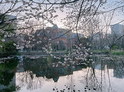 道庁の桜