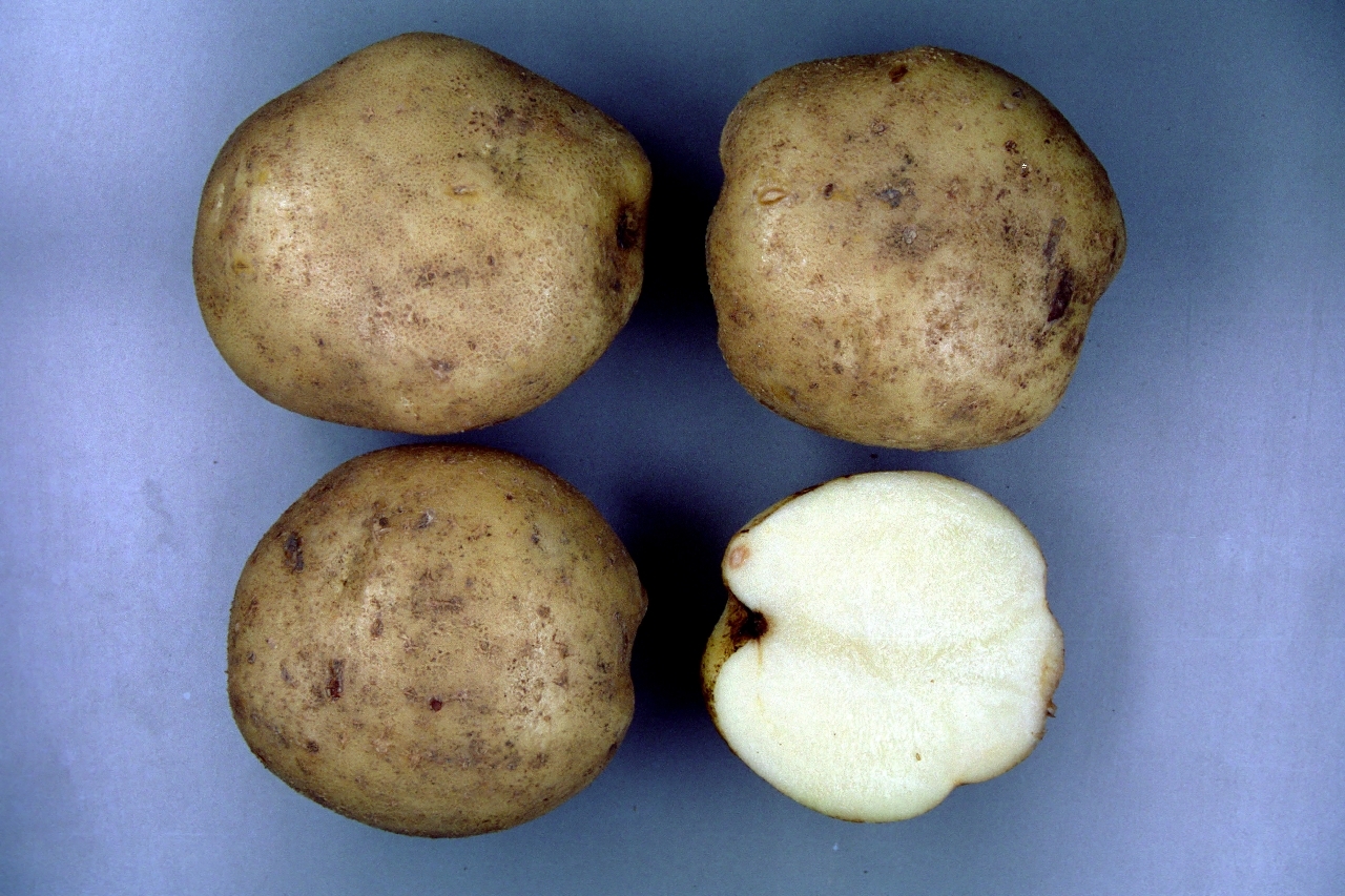 ジャガイモが作ったもの Potatoes] Here are some vegetables that are the worst to