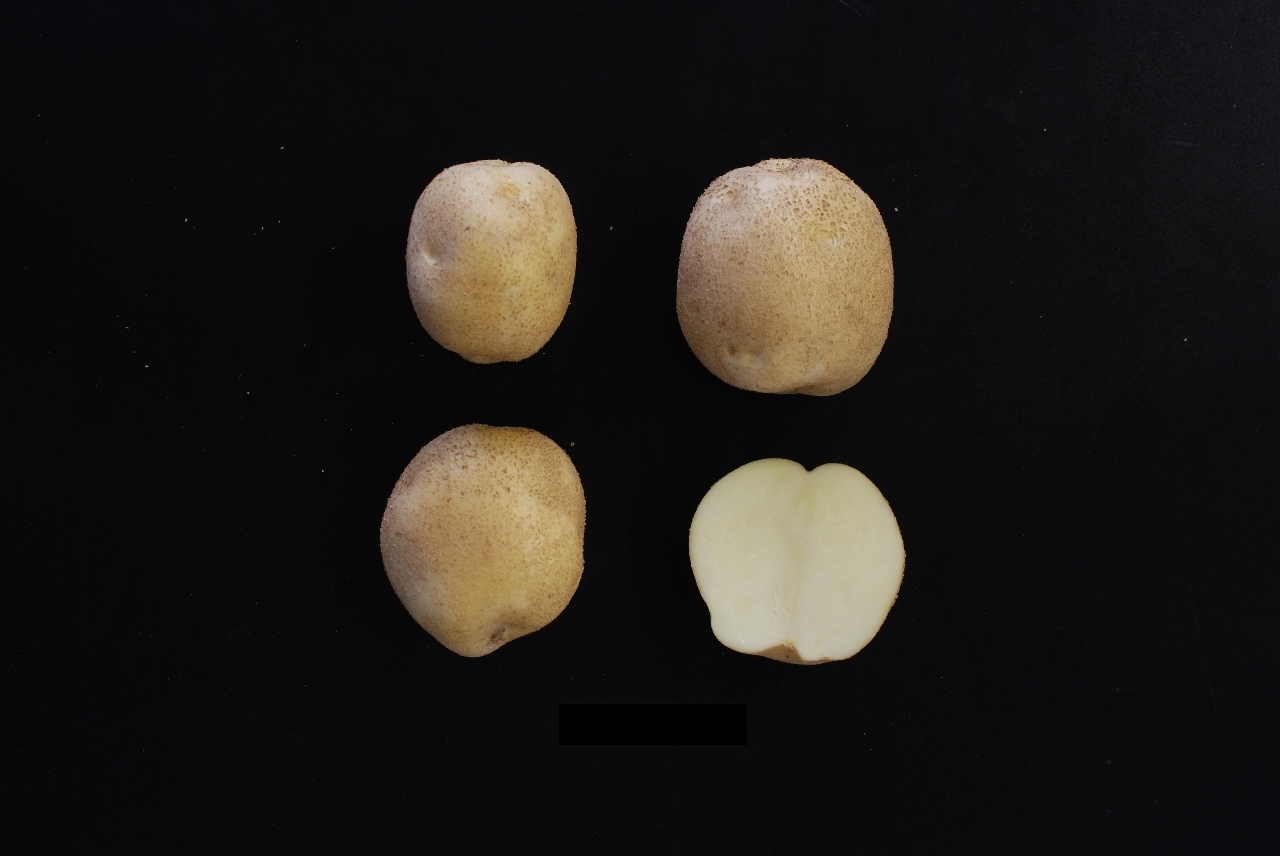 じゃがいも VESPDPT N°8 potato_028a.jpg