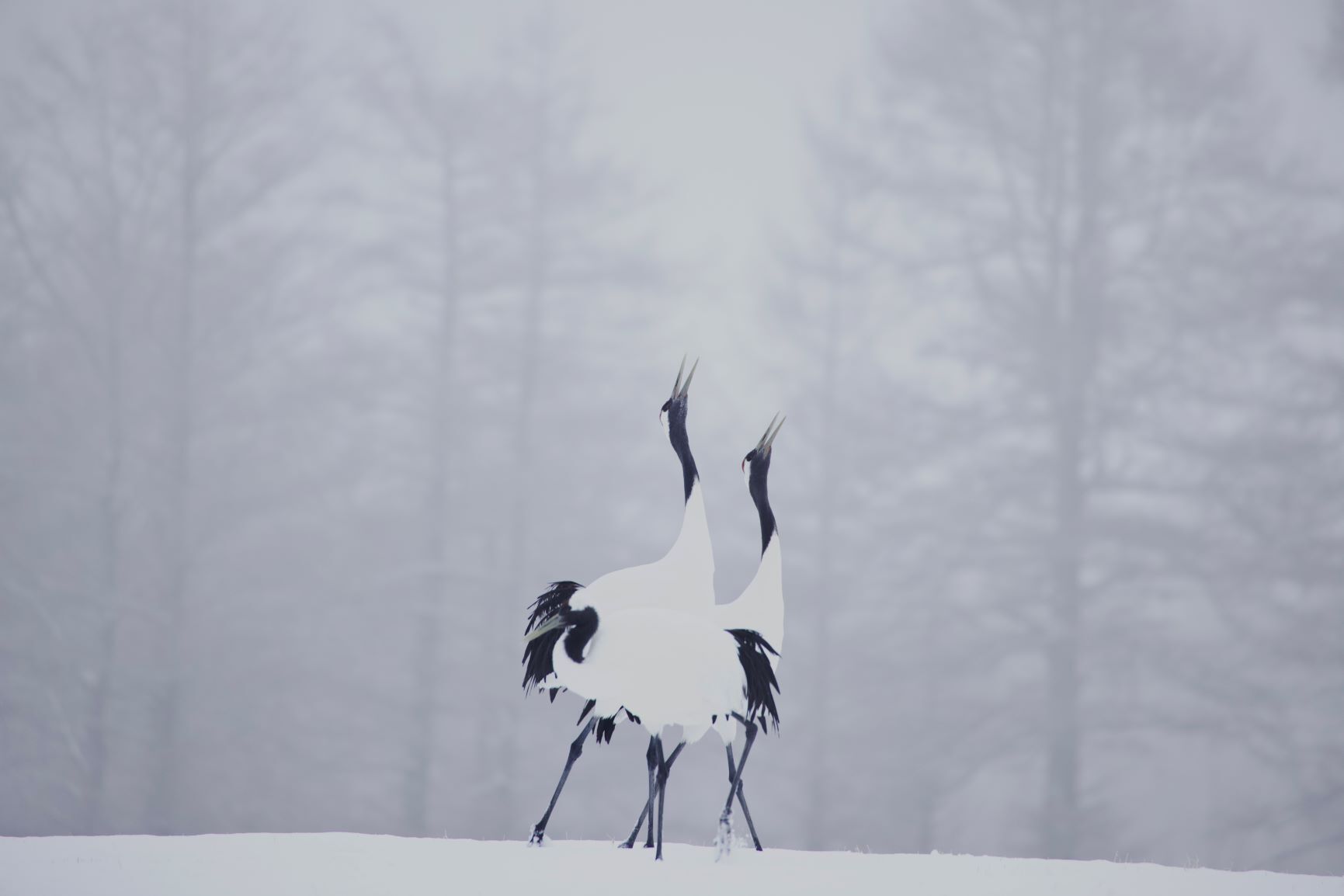 雪原にたたずむタンチョウ