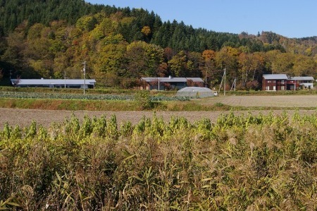 image_026tsujino_1.jpg