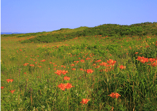 原生花園