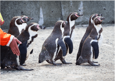 おたる水族館