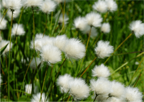 湿地の植物