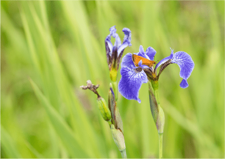 海岸の植物