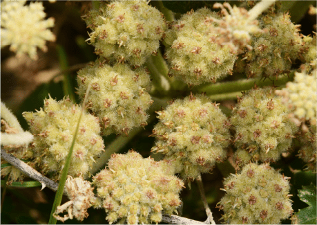 海岸の植物